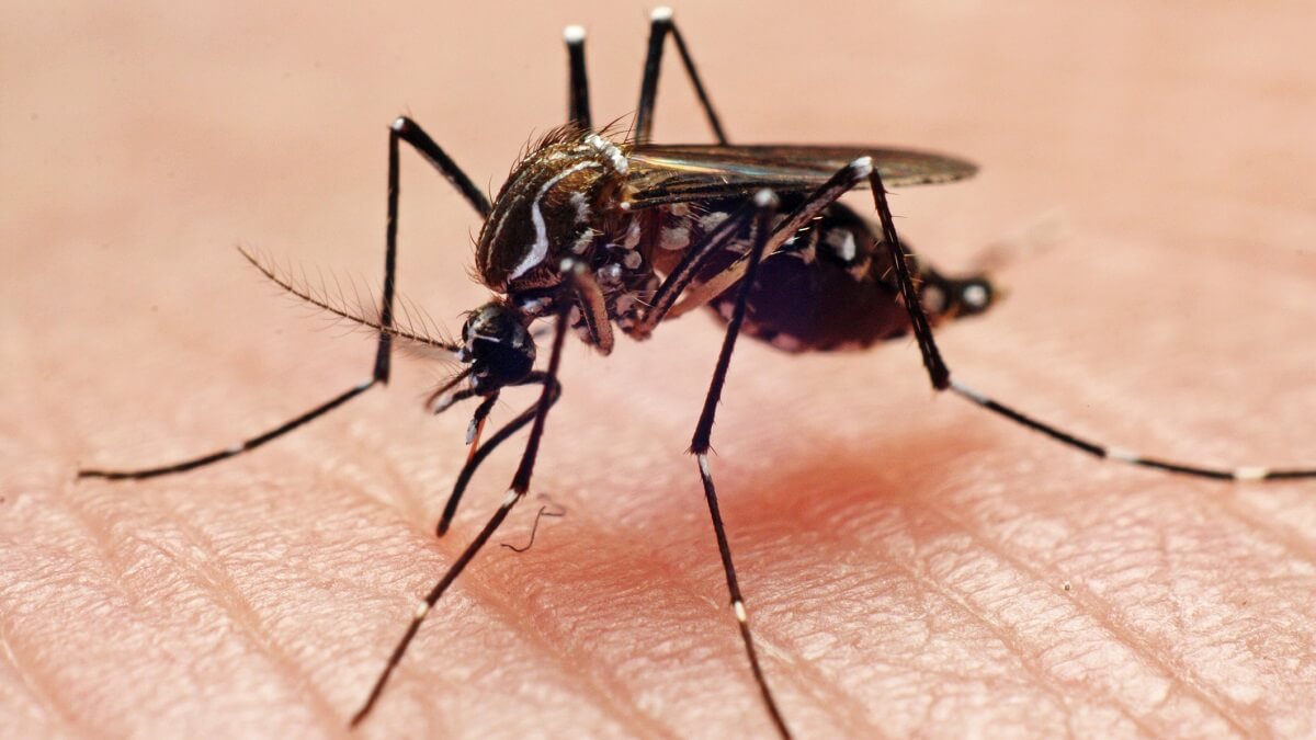 A moquito on human skin.