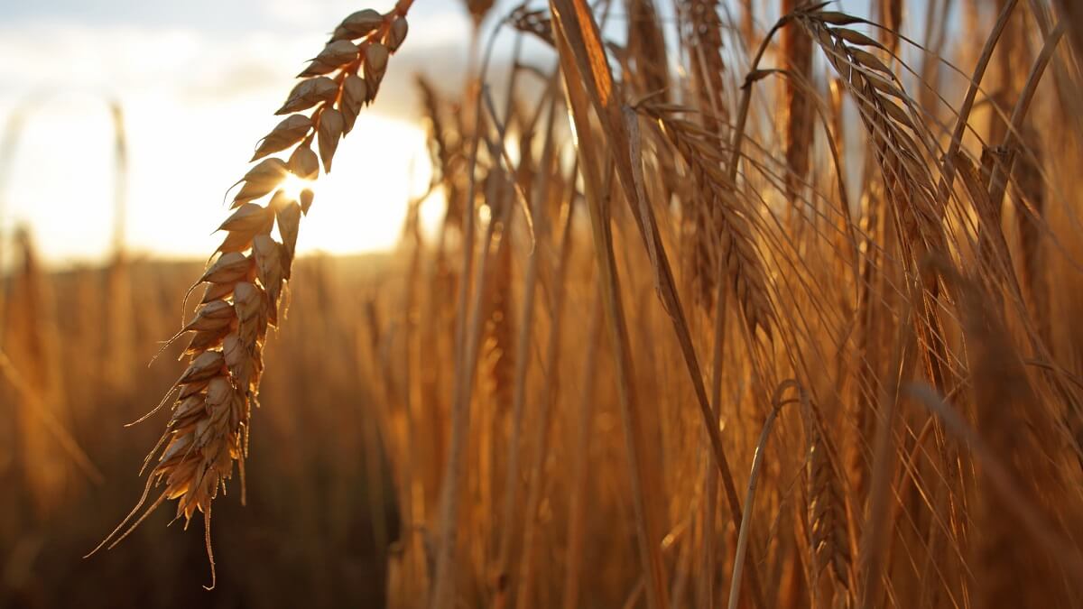 barley grains