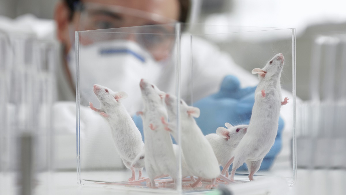 five Mice in a glass box. A persn in a white labcoat and mask watches them