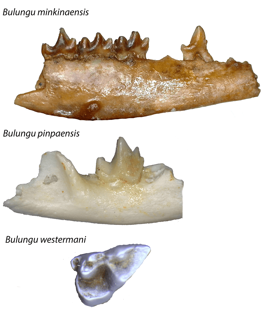 Images of fossils of 3 new bandicoot species c WA Museum