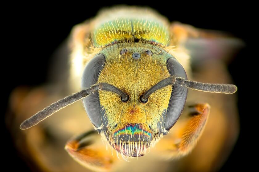 Close up of bee head
