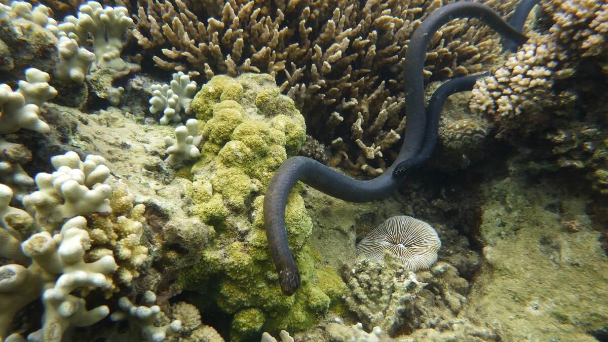 Two black snakes are coiled up in a reef
