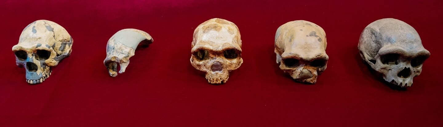 4 skulls and a partial skull. The skull to the right is the biggest