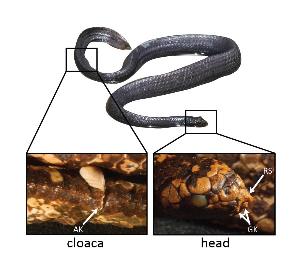 Close ups of the snakes nose and cloaca