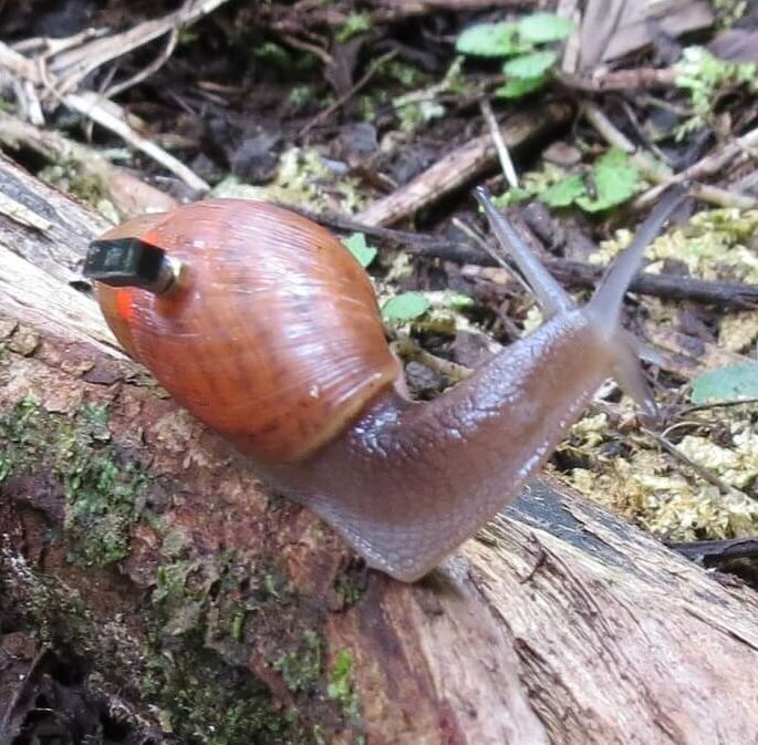 A snail with a tiny computer on its back