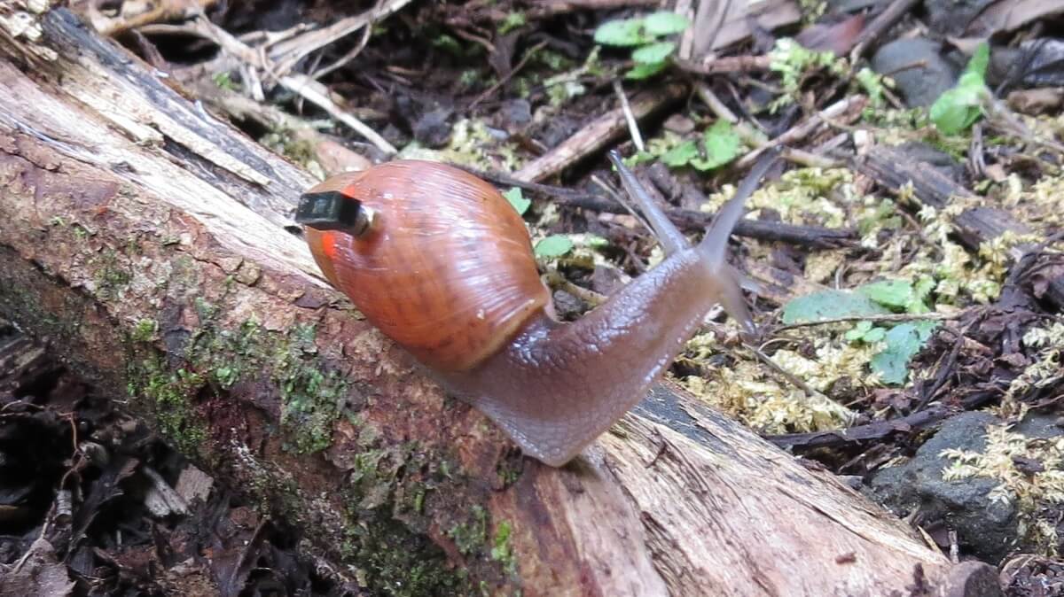 A snail with a tiny computer on its back