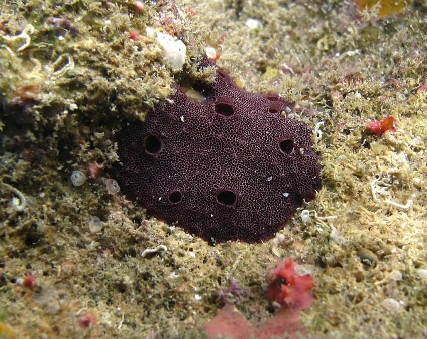 A purple sponge on the sea floor.