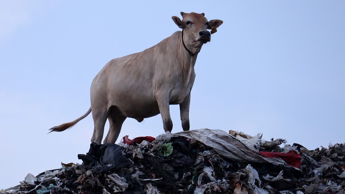 A cow standing on a heap of plastic. New research has found fluid in cow stomachs can digest some plastic.