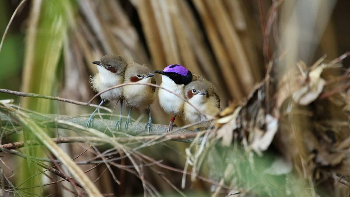 Four purple-crowned fairy-wrens, huddling on a branch