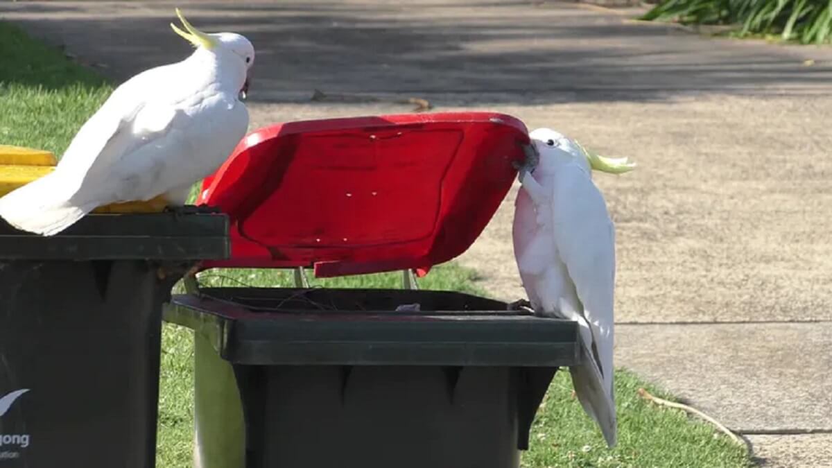 Two cockatoos on wheelie bins; one is opening the bin lid.