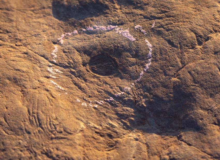 Attenborites fossil at the nilpena fossil beds.