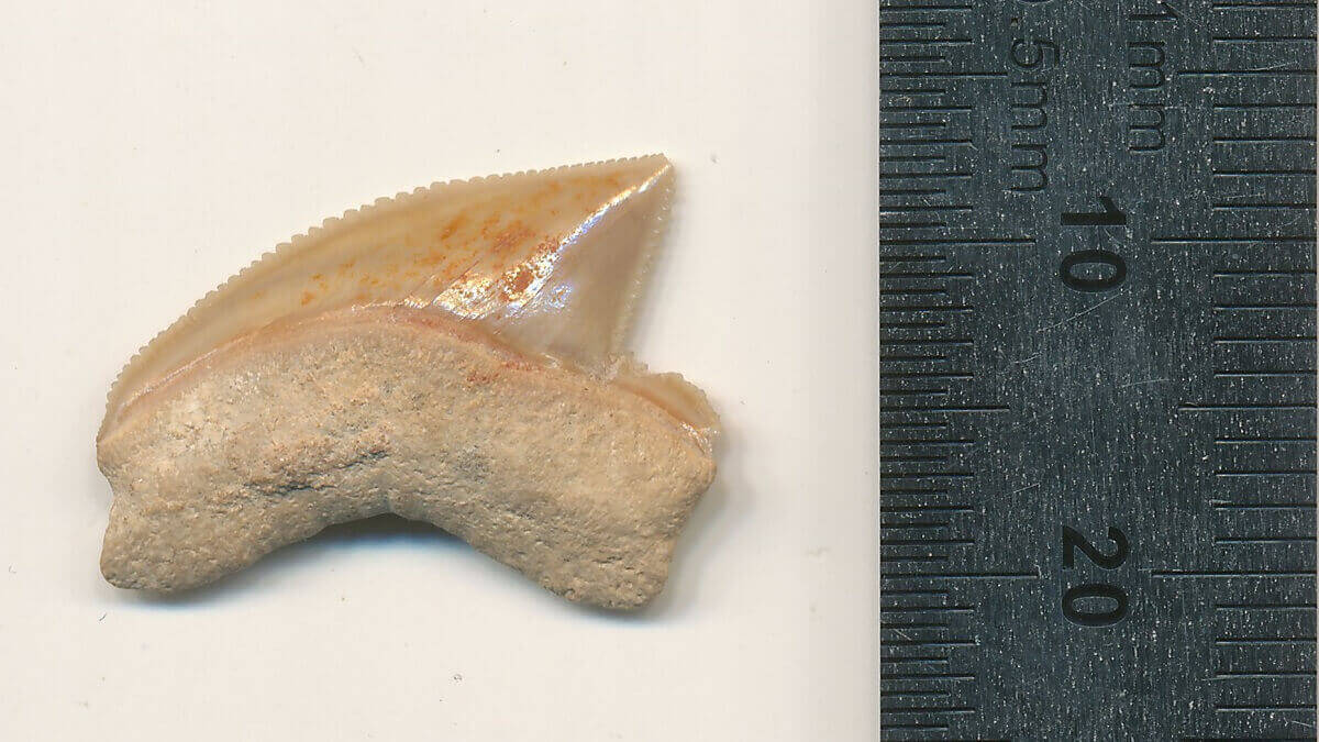 Fossilised shark tooth next to a ruler.