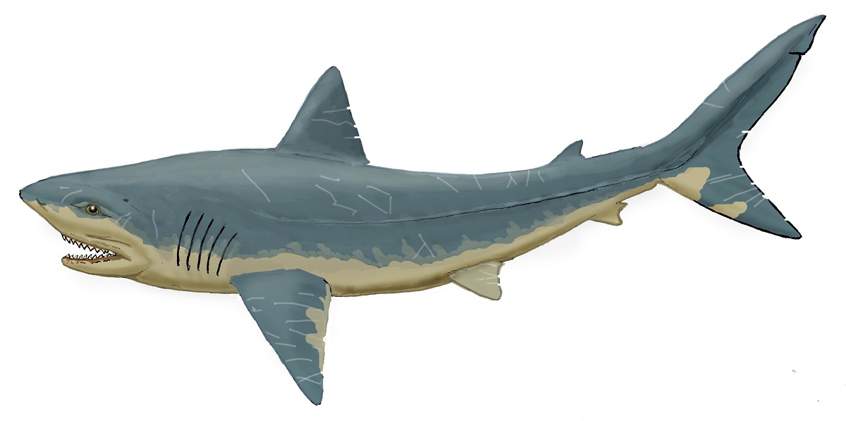 Artist's impression of a squalicorax shark.
