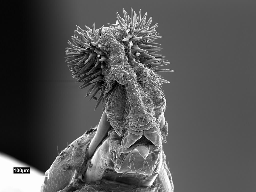 A microscope image of a beetle genetalia. Is has a bunch of spikes at the top and ridges underneath. It is about 2mm tall