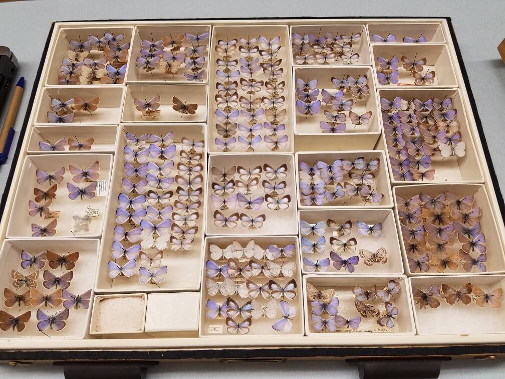 Drawer full of purple butter flies on pins