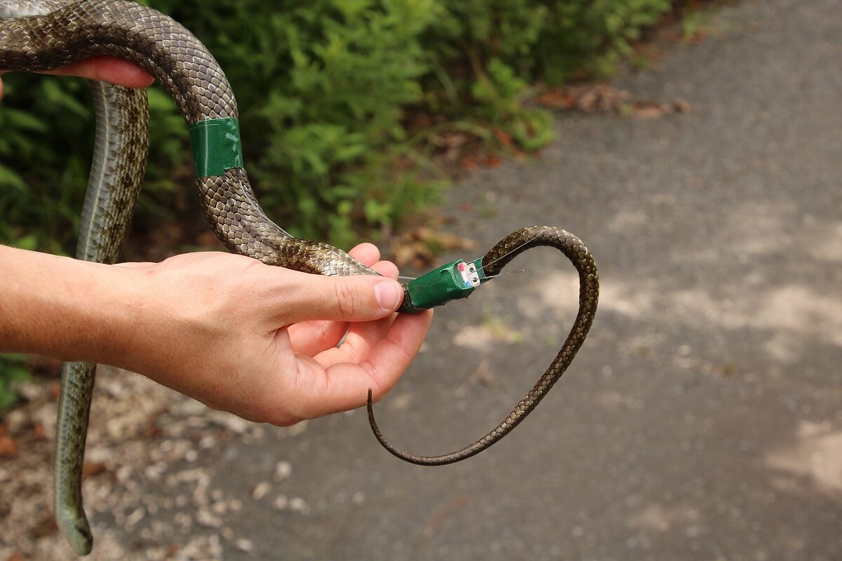 A hand holding a snake, showing a gps tracker attached to the snake's tail.