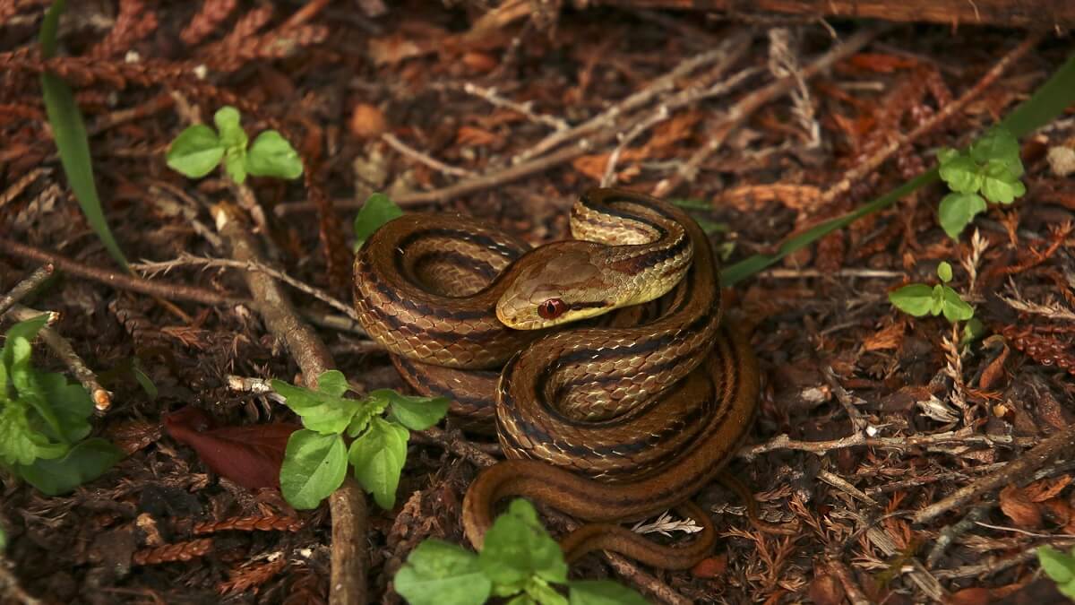 A coiled rat snake on a forest floor.