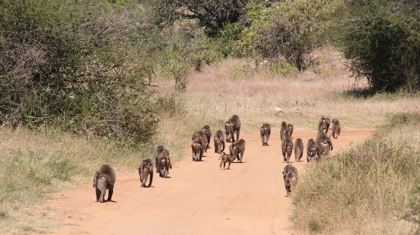 A family of baboons walking away from the camera