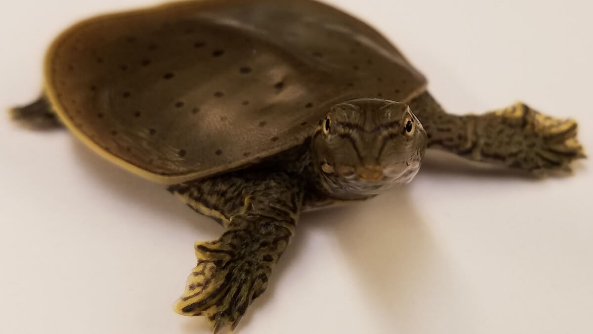 A brown turtle used in the sex determination experiment