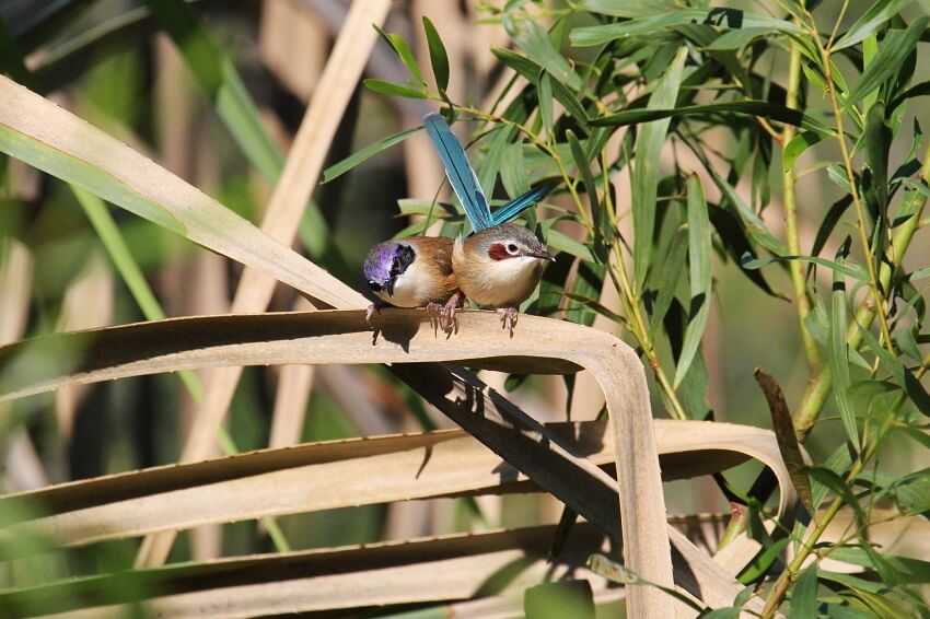 Photo of two purple-crowned fairy-wrens, male and female, sitting together in a tree.