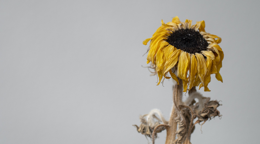 a wilted sunflower