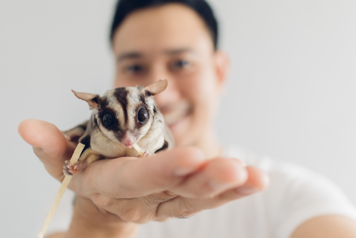 Close-up portrait of sugar glider holding by man against white background