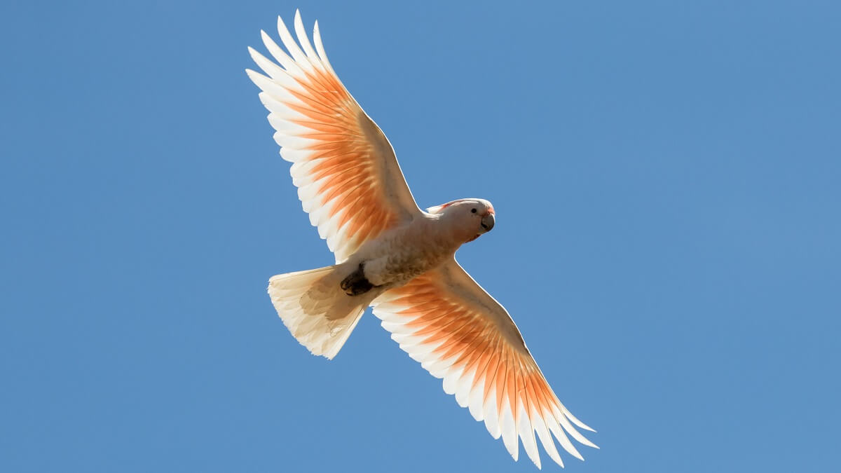 a white bird flying viewed from below. with pink feaths under its wings
