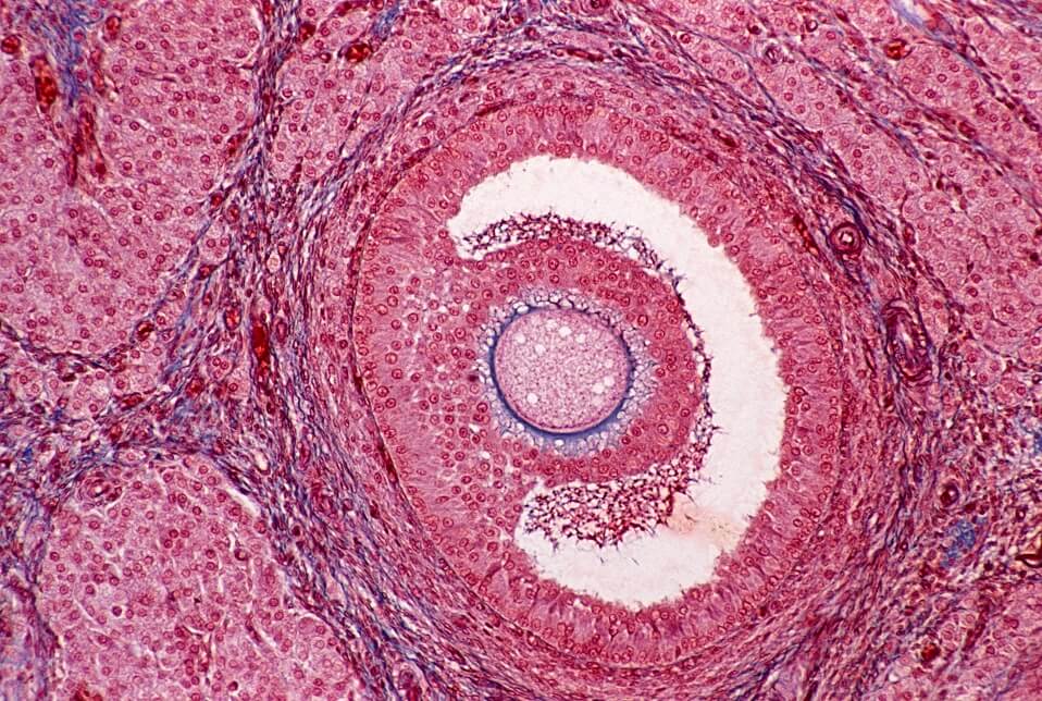 Pink ovarian follicles, aka ovary, with a round oocyte in the middle.
