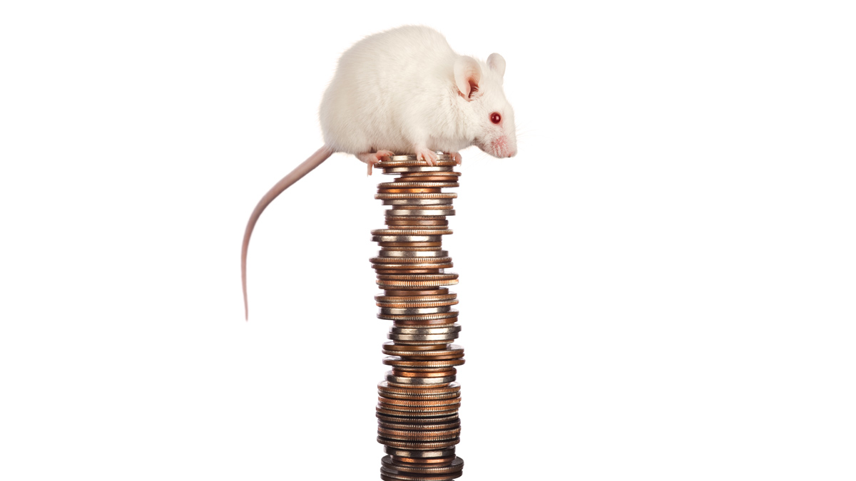 staged photograph of mice on a pile of coins