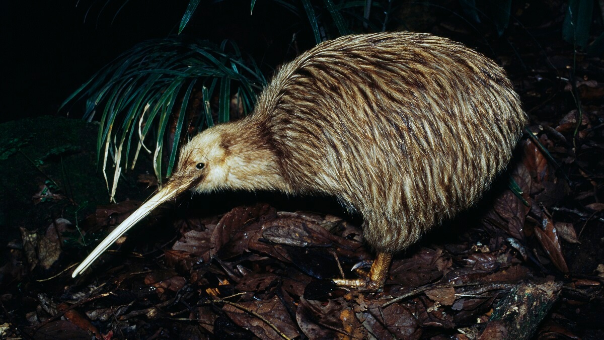 a kiwi bird