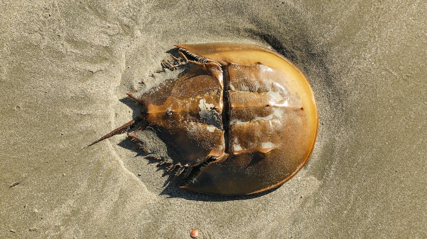 Photo of a horseshoe crab sitting in sand