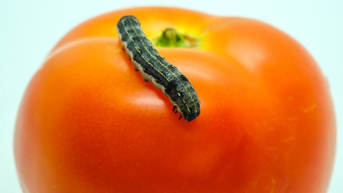 A green caterpiller sitting on a red tomato
