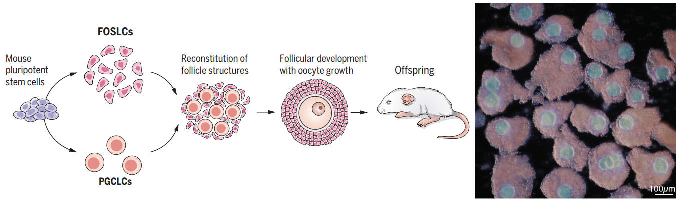 Infographic shows in the development of the egg cells