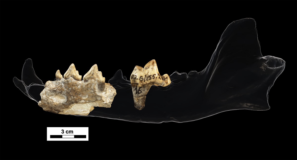 Teeth of eurasian hunting dog on black background.