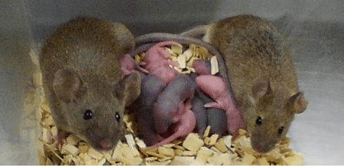Two adult mice with 8 babies