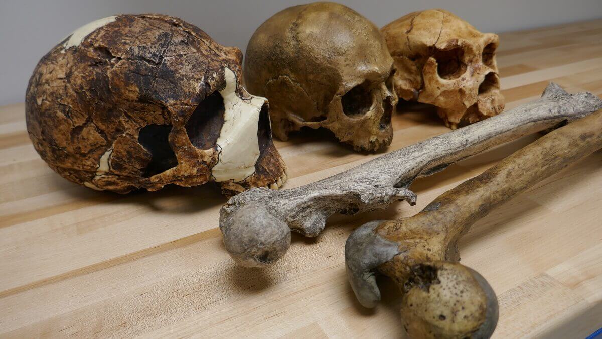 Three Homo skulls and two thigh bones.