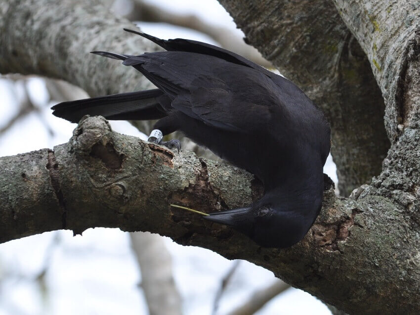 A crow using a stick to get insects out of a hole in a branch.