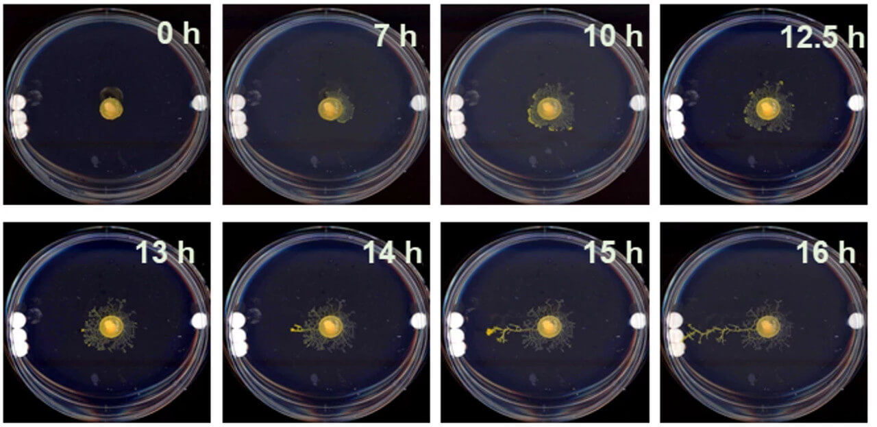 This series of time-lapse photos shows a physarum specimen growing in a generalized "buffering" pattern for ~13 hours, then extending a long growth toward the side of the dish with three discs.