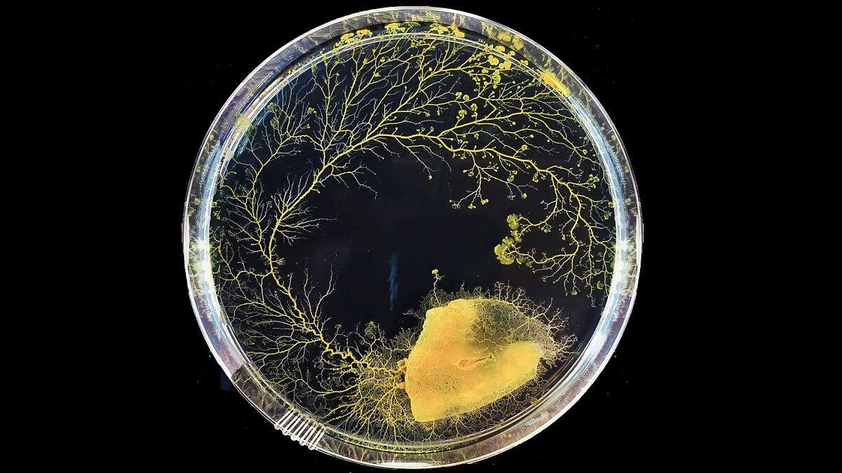 a yellow blob in a petri dish with long yellow veins growing out of it