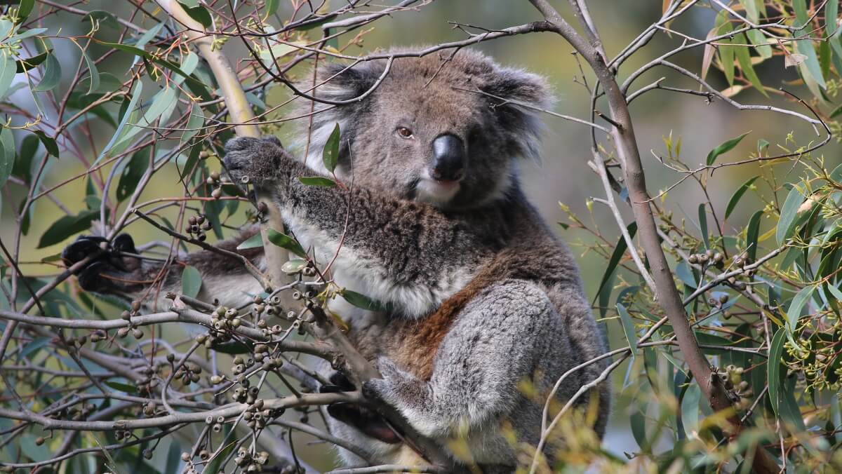 koala in a tree. It is dark grey and looking forward