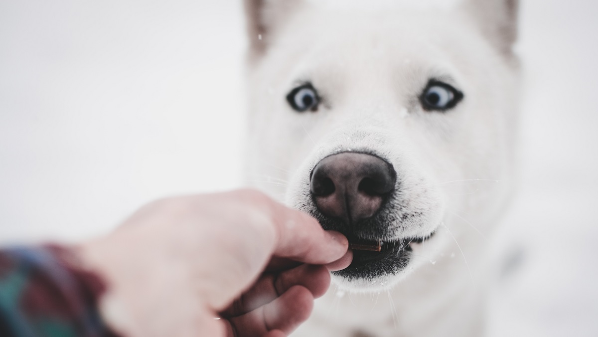 A hand feeding a dog with white fur and blue eyes