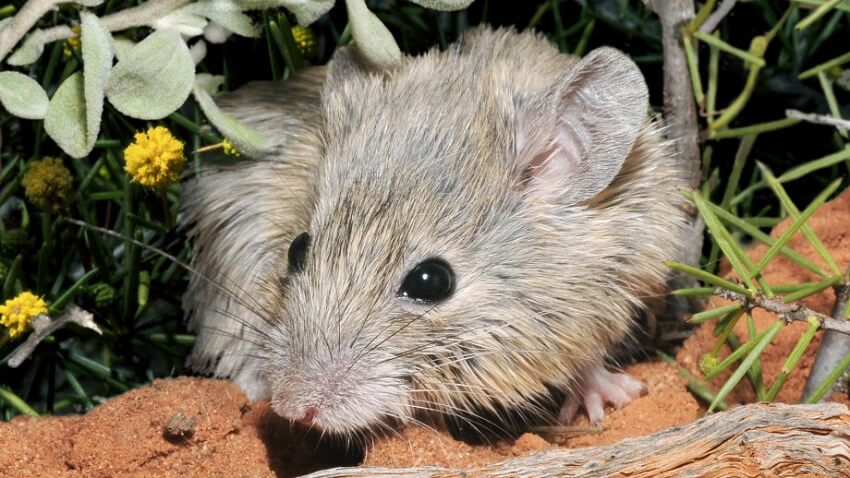 A native australian field mouse among vegetation.