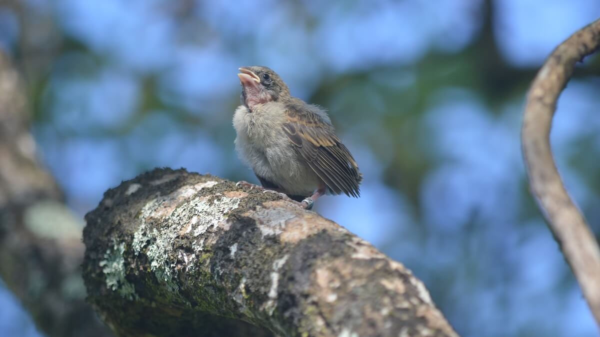 Photo of a ground finch fledgling sitting on a branch