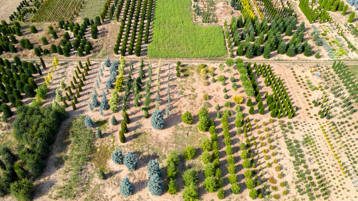 Aerial view of many different trees in a field