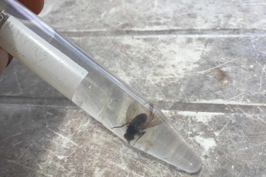 Photo of an adult avian vampire fly in a test tube