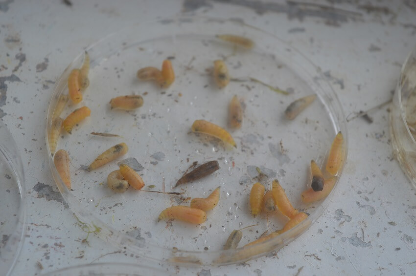 Petri dish containing 29 avian vampire fly larvae
