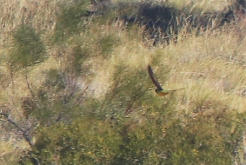 A night parrot flying away from the camera into a green bush