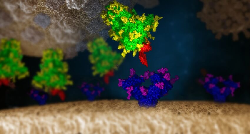 Computer visualisation of three proteins: covid spike protein in green, human receptor in blue, and lectin protein between them in red