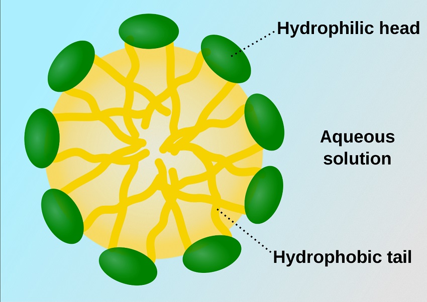 Diagram of a micelle, showing a circle with green ovals on the outside labelled 'hydrophilic head', connected to yellow lines on the inside labelled 'hydrophobic tail', on a blue field labelled 'aqueous solution'