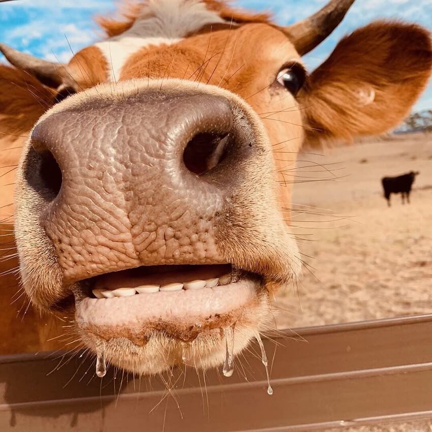Close up of a cow